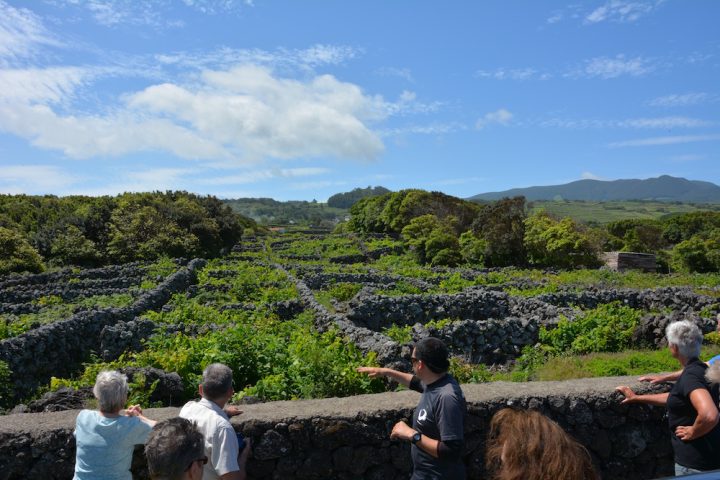 Wine and Cave