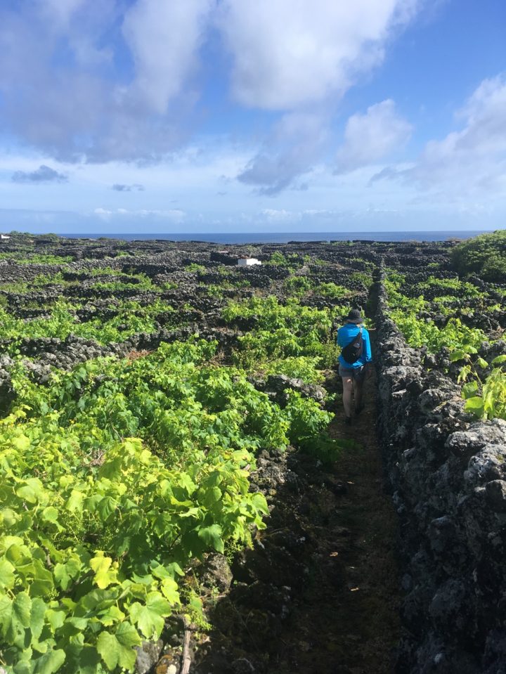 Vineyards walk2